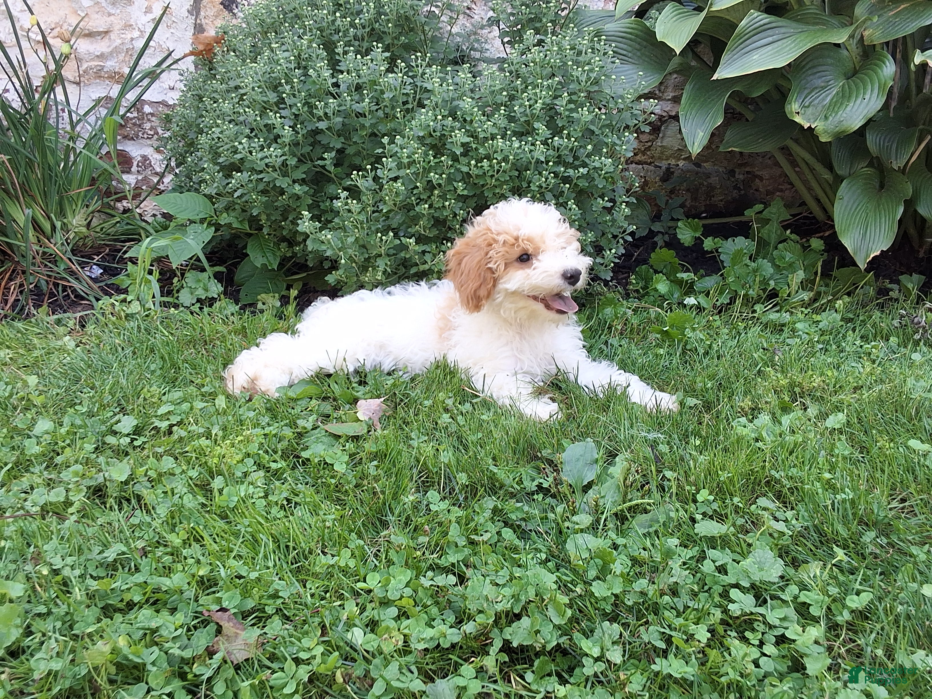Miniature Poodle dogs Joey - Ad 2