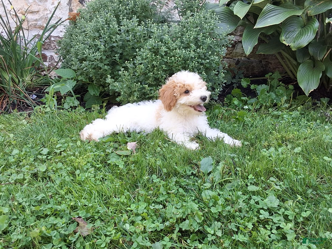 Miniature Poodle dogs for sale: Joey - Ad 2