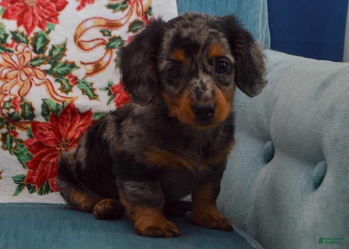 Dachshund dogs Winnie - Ad 5