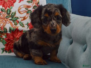 Dachshund dogs for sale: Winnie - Ad 1