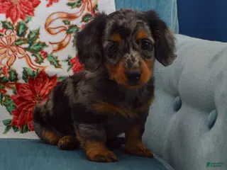 Dachshund dogs Winnie - Ad 11