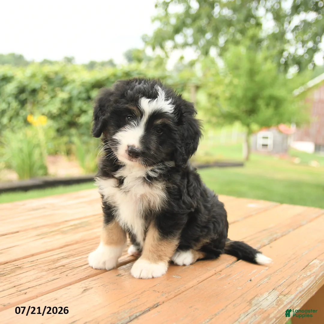 Mini Bernedoodle dogs for sale: Zinnia - Ad 2