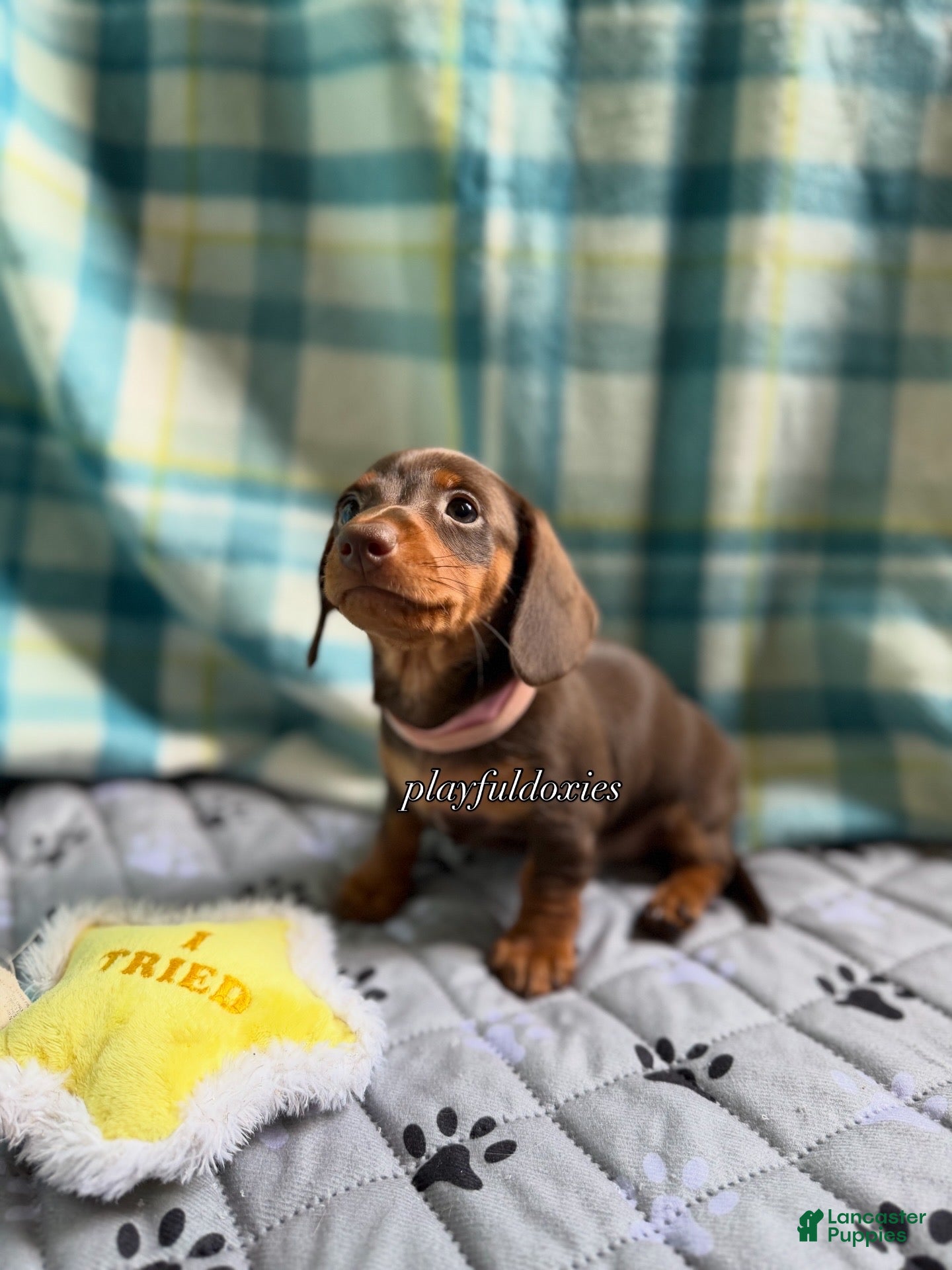 Miniature Dachshund dogs Tootsie - Ad 1