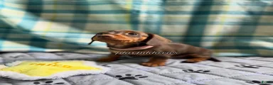 Tootsie