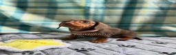Miniature Dachshund dogs for sale: Tootsie - Ad 1