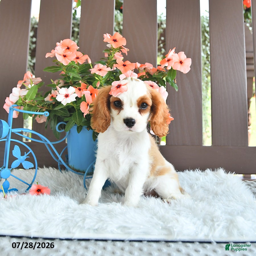 Cavalier King Charles Spaniel dogs Jewel - Ad 2