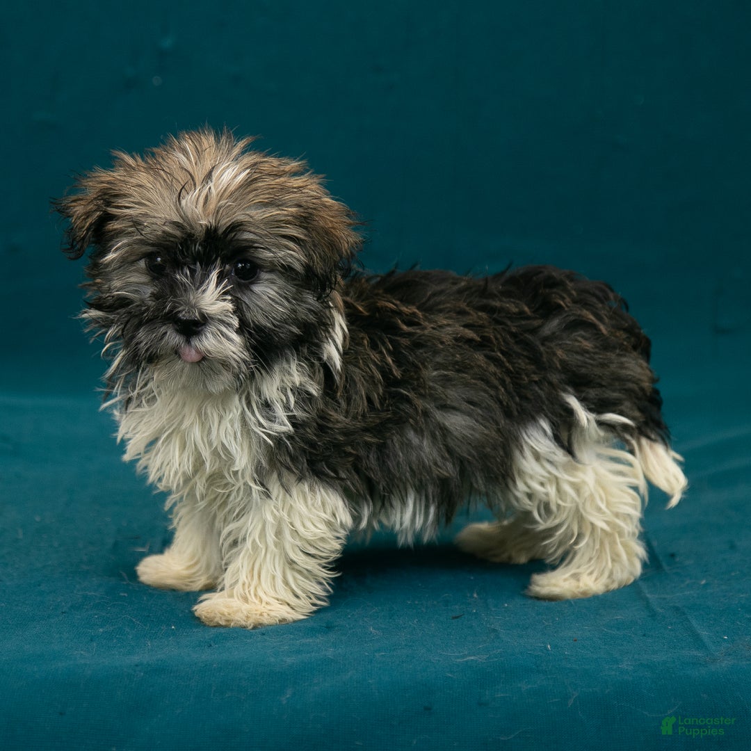 Havanese Puppies for sale under $500 Lancaster Puppies