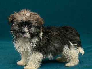 Havanese dogs - Ad 28