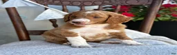Goldendoodle dogs for sale: Carolina - Ad 6