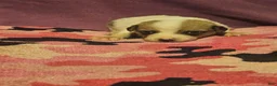 Chihuahua dogs for sale: Charlie - Ad 9