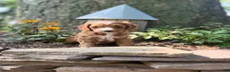 Cavapoo dogs for sale: Conner - Ad 10