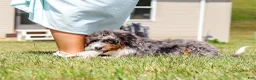 Mini Bernedoodle dogs for sale: Dylan - Ad 6