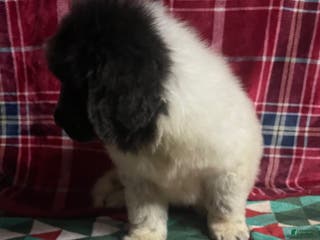 Newfoundland dogs Newfoundland Puppy 3 - Ad 26