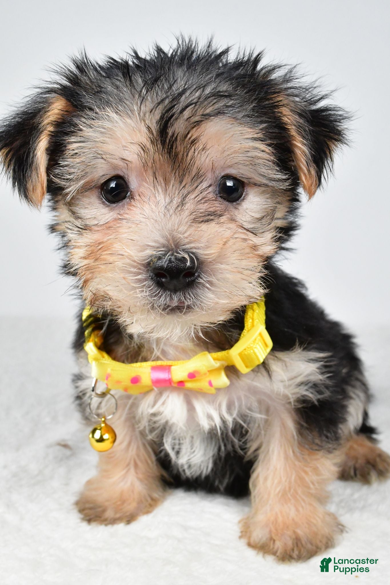 Morkie dogs Jethro - Ad 2