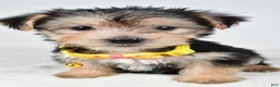 Morkie dogs for sale: Jethro - Ad 2