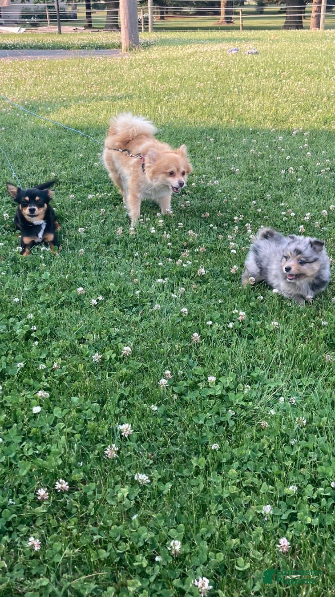 Gallery Image {{count}}