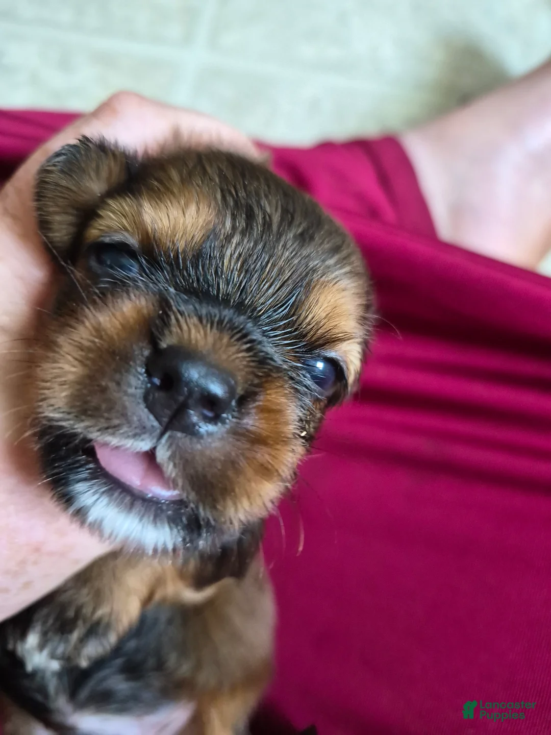 Mixed Breed dogs for sale: Mixed Breed 3 - Ad 2