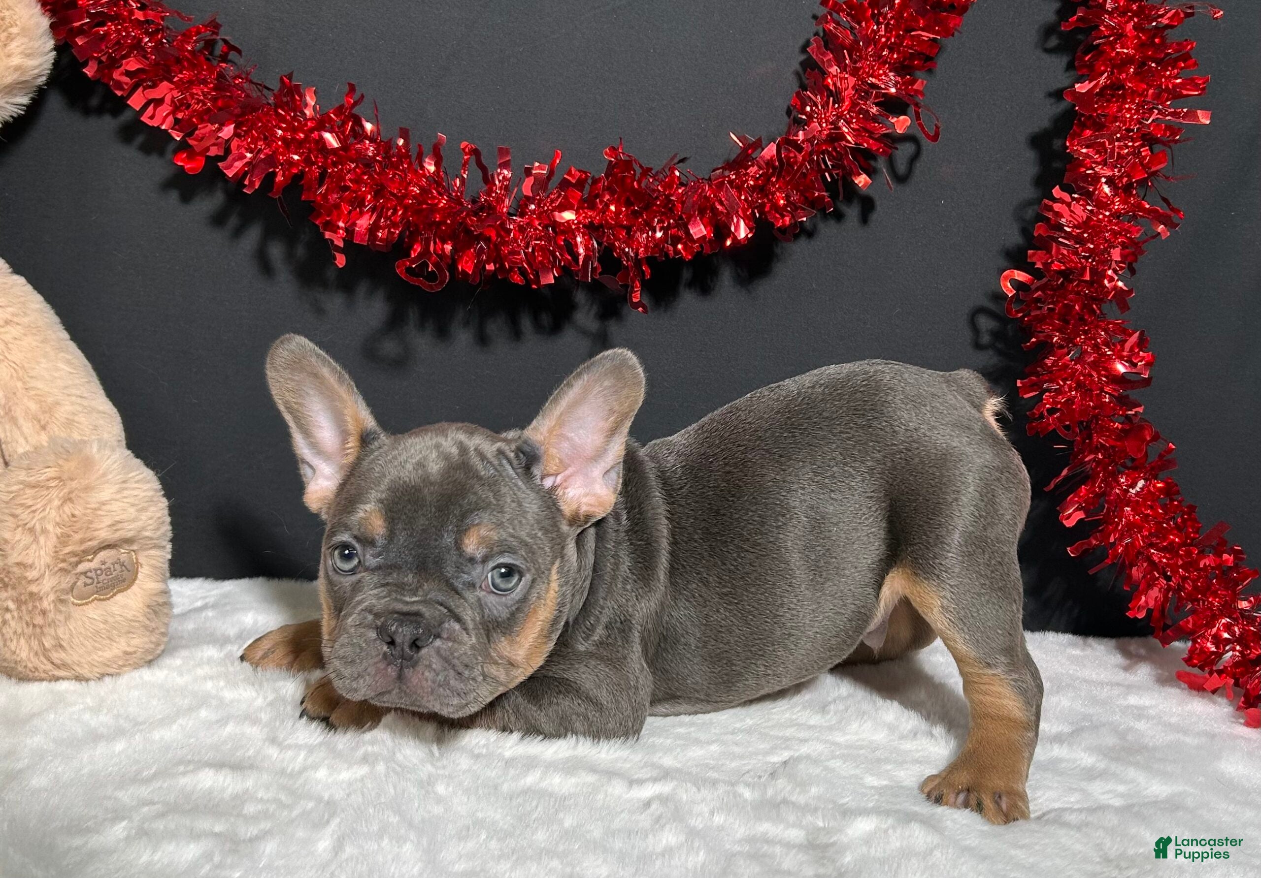 French Bulldog dogs Duke - Ad 40