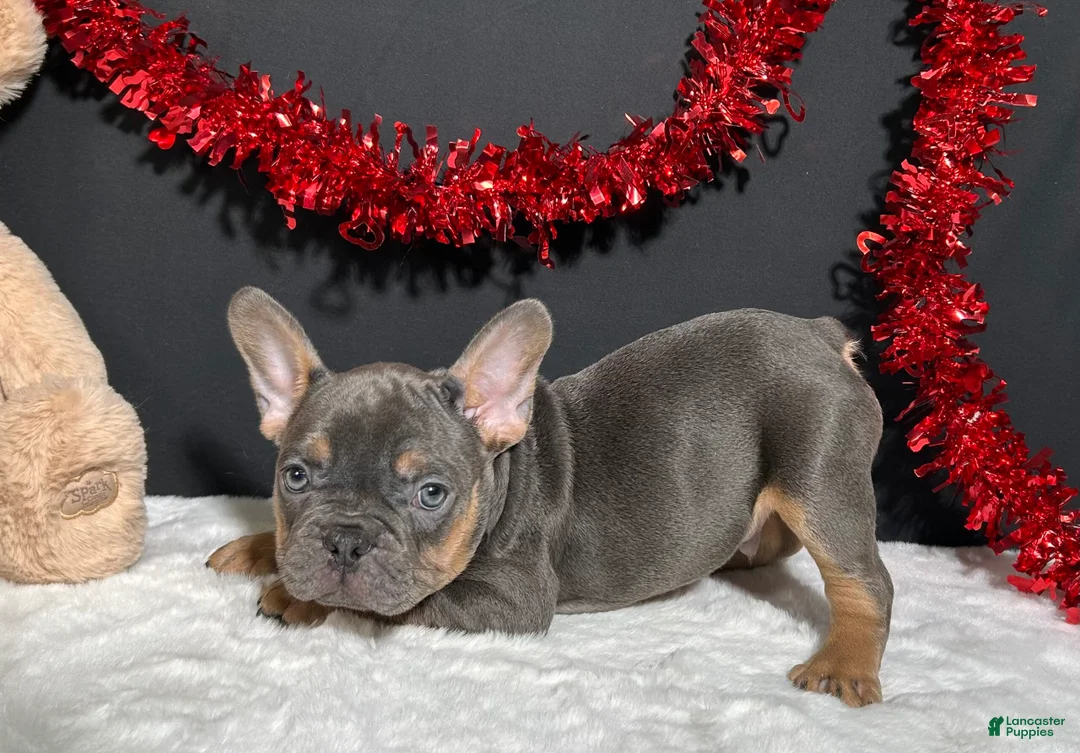 French Bulldog dogs for sale: Duke - Ad 1