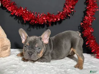 French Bulldog dogs Duke - Ad 40