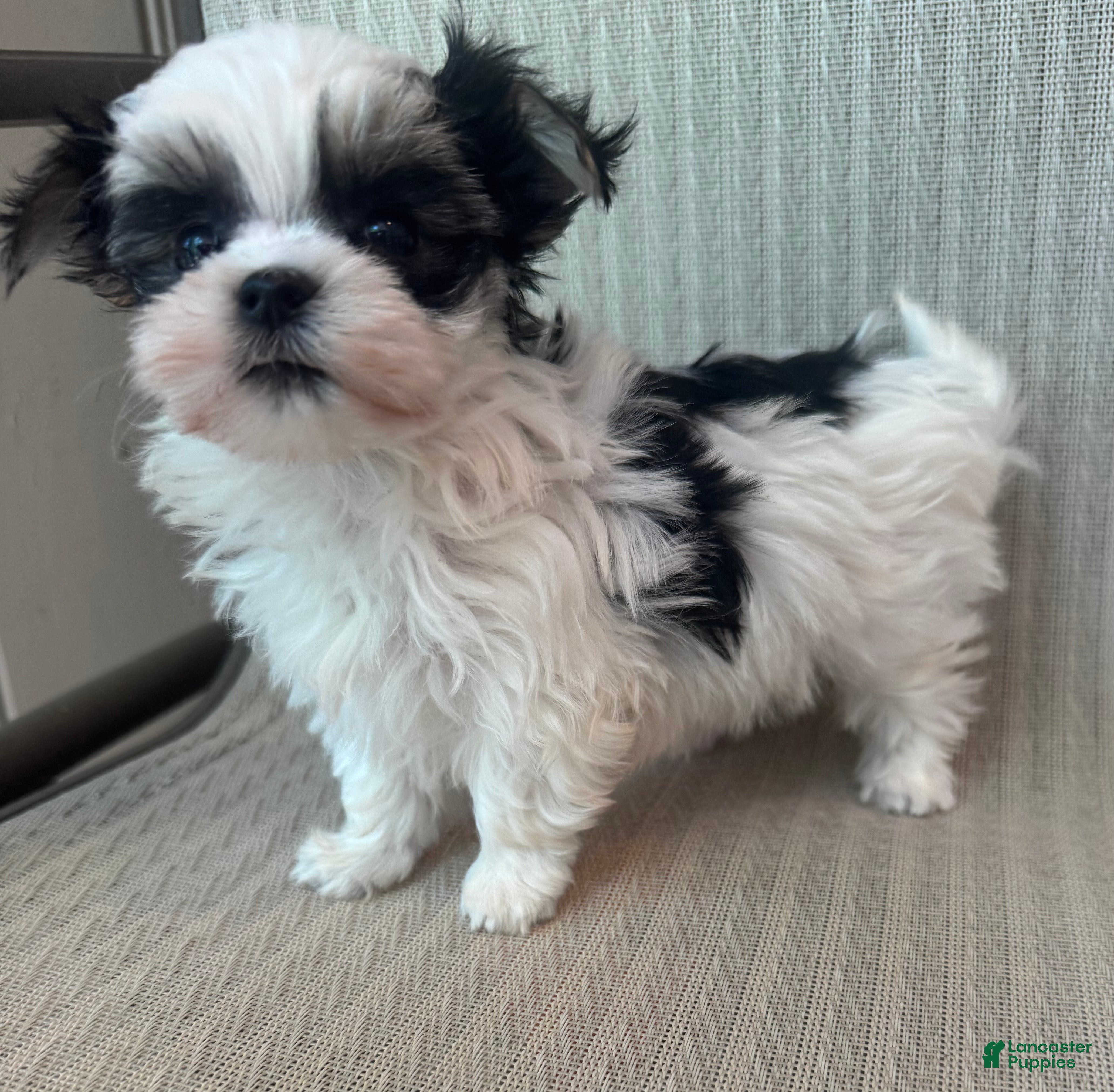 Morkie dogs Tiny female  - Ad 8