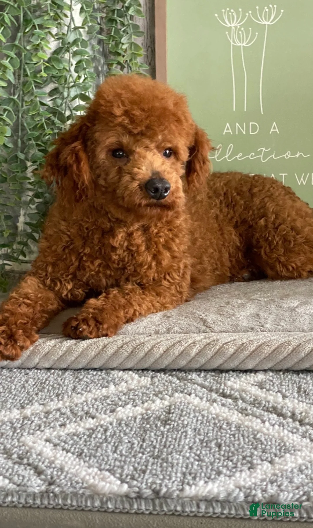 Cavapoo dogs for sale: Zabo - Ad 6