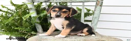 Beagle dogs for sale: Rita - Ad 5