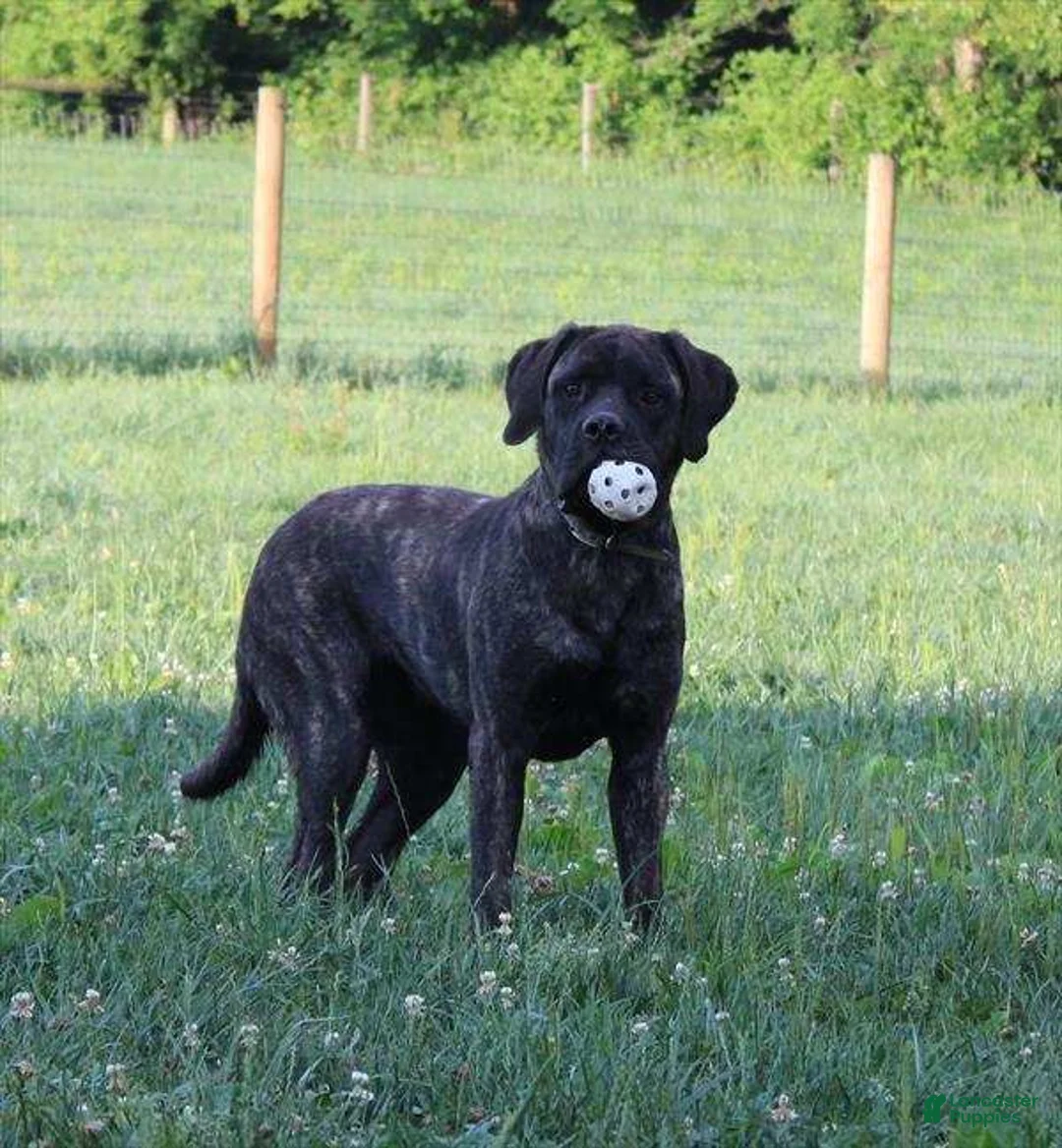 English Mastiff dogs for sale: Heidi - Ad 9