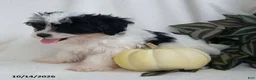 Teddy Bear dogs for sale: Kyla - Ad 4