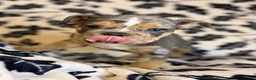 English Bulldog dogs for sale: Versace - Ad 90