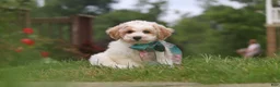 Bichpoo dogs for sale: Leo - Ad 4