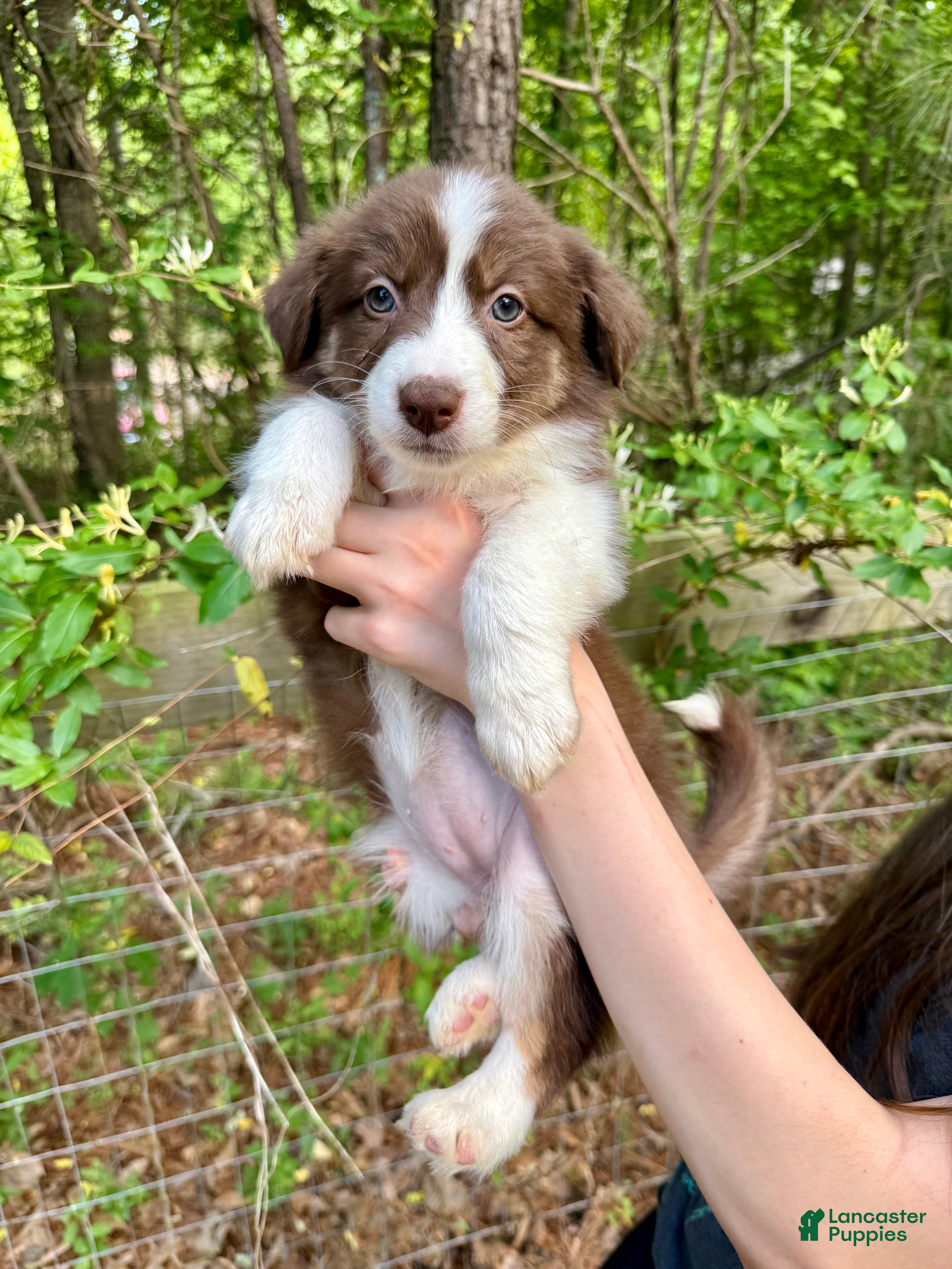 Australian Shepherd dogs Ginger - Ad 16