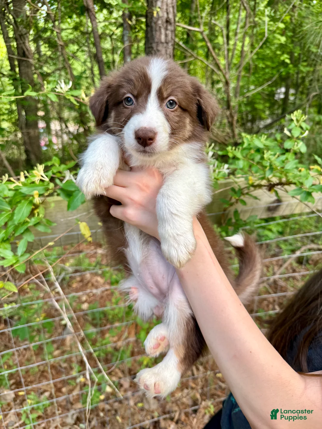 Australian Shepherd dogs for sale: Ginger - Ad 1