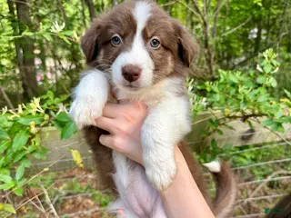 Australian Shepherd dogs Ginger - Ad 16