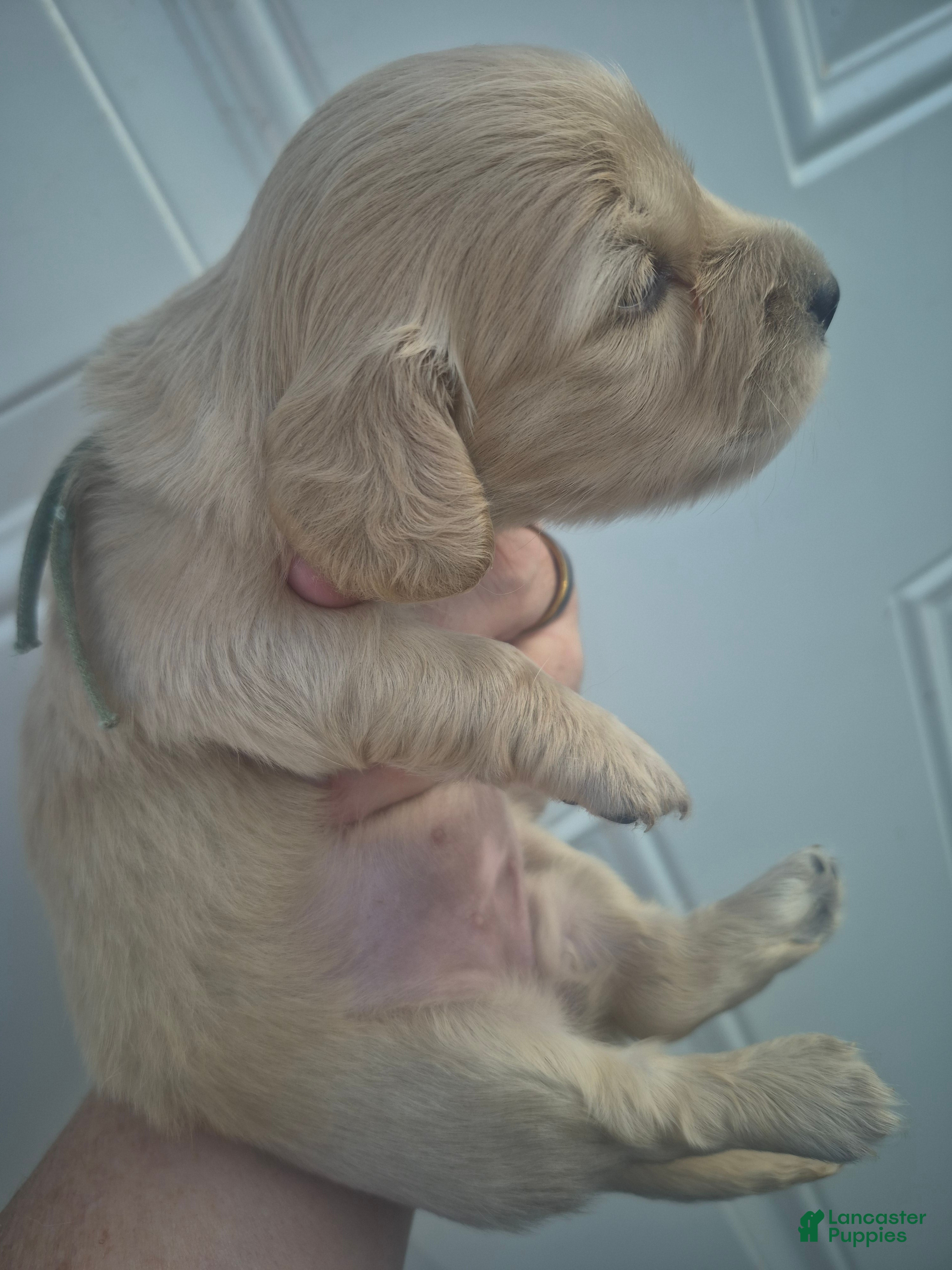 Miniature Dachshund dogs ee cream girl teal collar - Ad 11