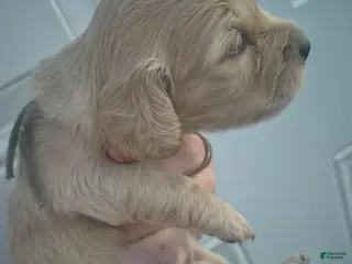 Miniature Dachshund dogs ee cream girl teal collar - Ad 11