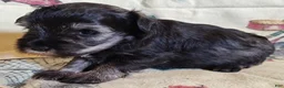 Miniature Schnauzer dogs for sale: Girl 3 - Ad 10