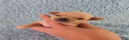 Chihuahua dogs for sale: AKC Ralph - Ad 9