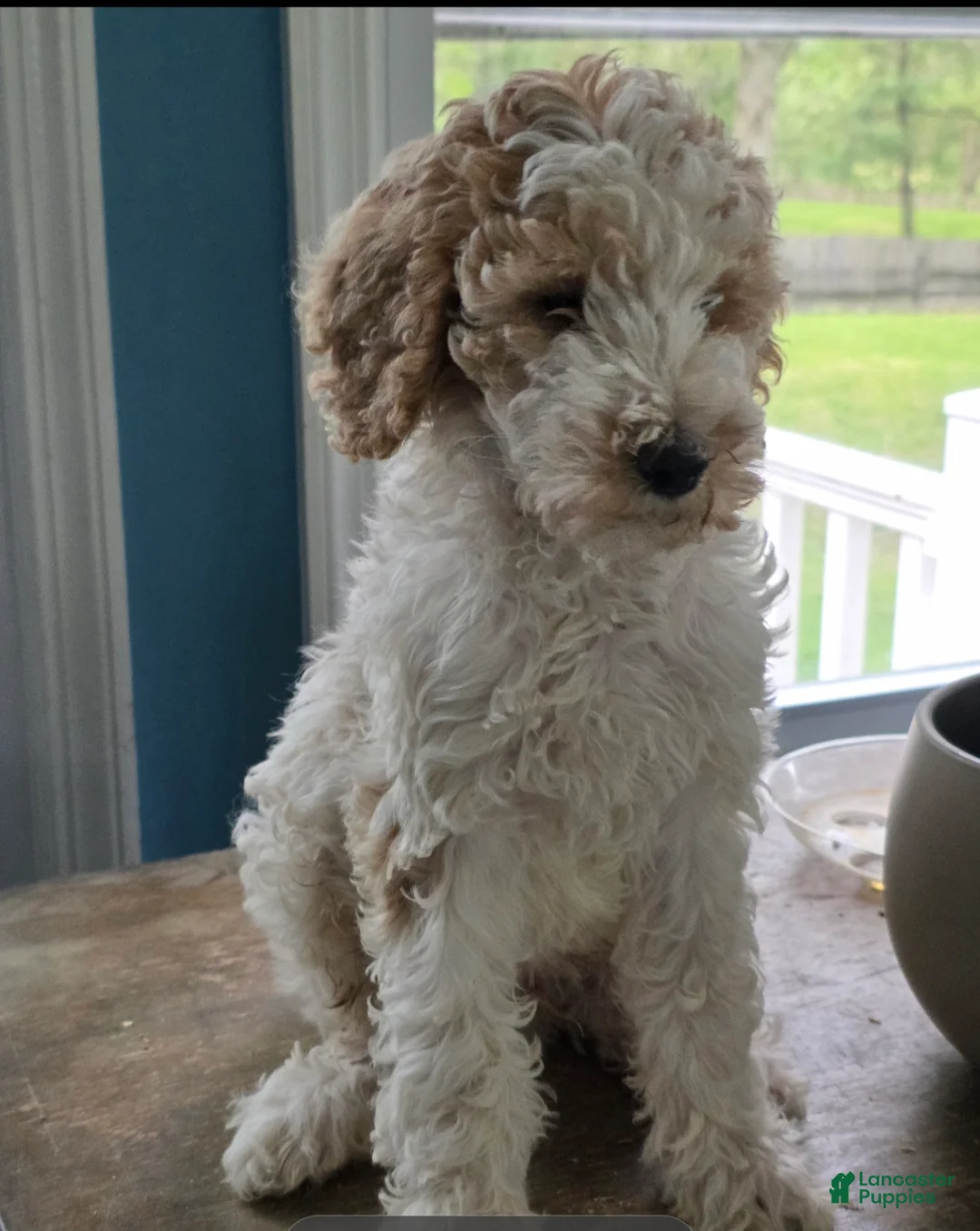 Goldendoodle dogs for sale: Prince - Ad 2