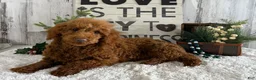 Toy Poodle dogs for sale: Polly - Ad 1