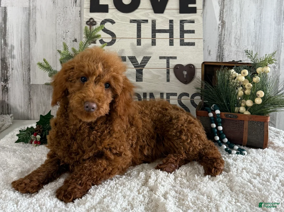 Toy Poodle dogs for sale: Polly - Ad 1