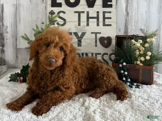 Toy Poodle dogs Polly - Ad 26