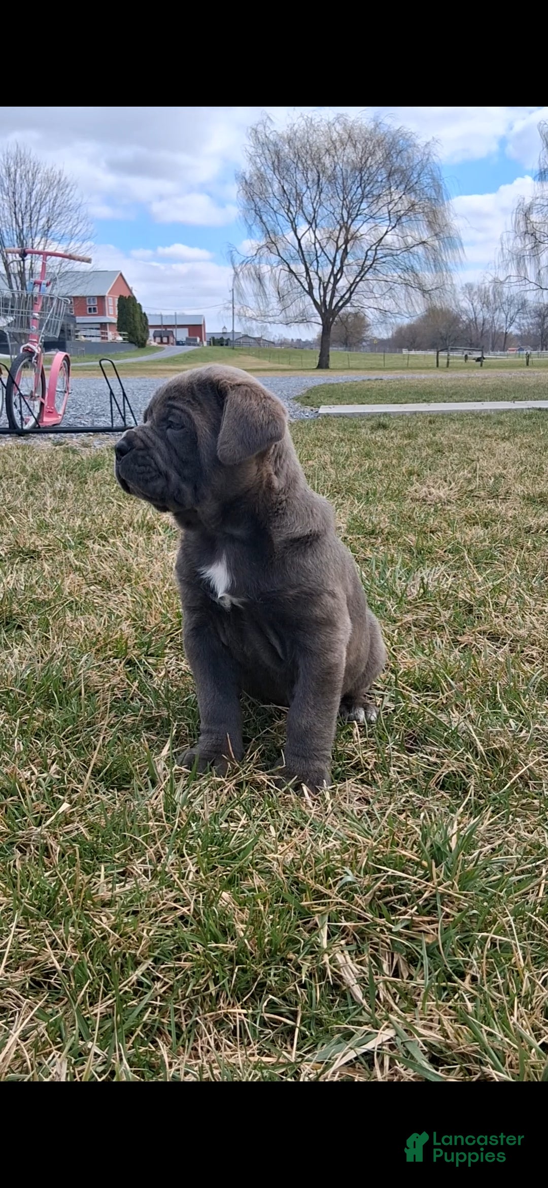 Cane Corso dogs Tyson - Ad 1