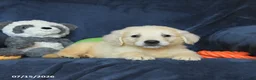 Golden Retriever dogs for sale: Tucker - Ad 3