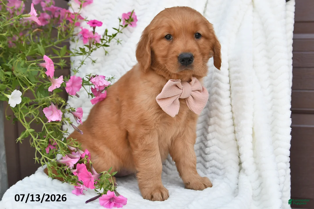 Golden Retriever dogs for sale: Coco - Ad 5
