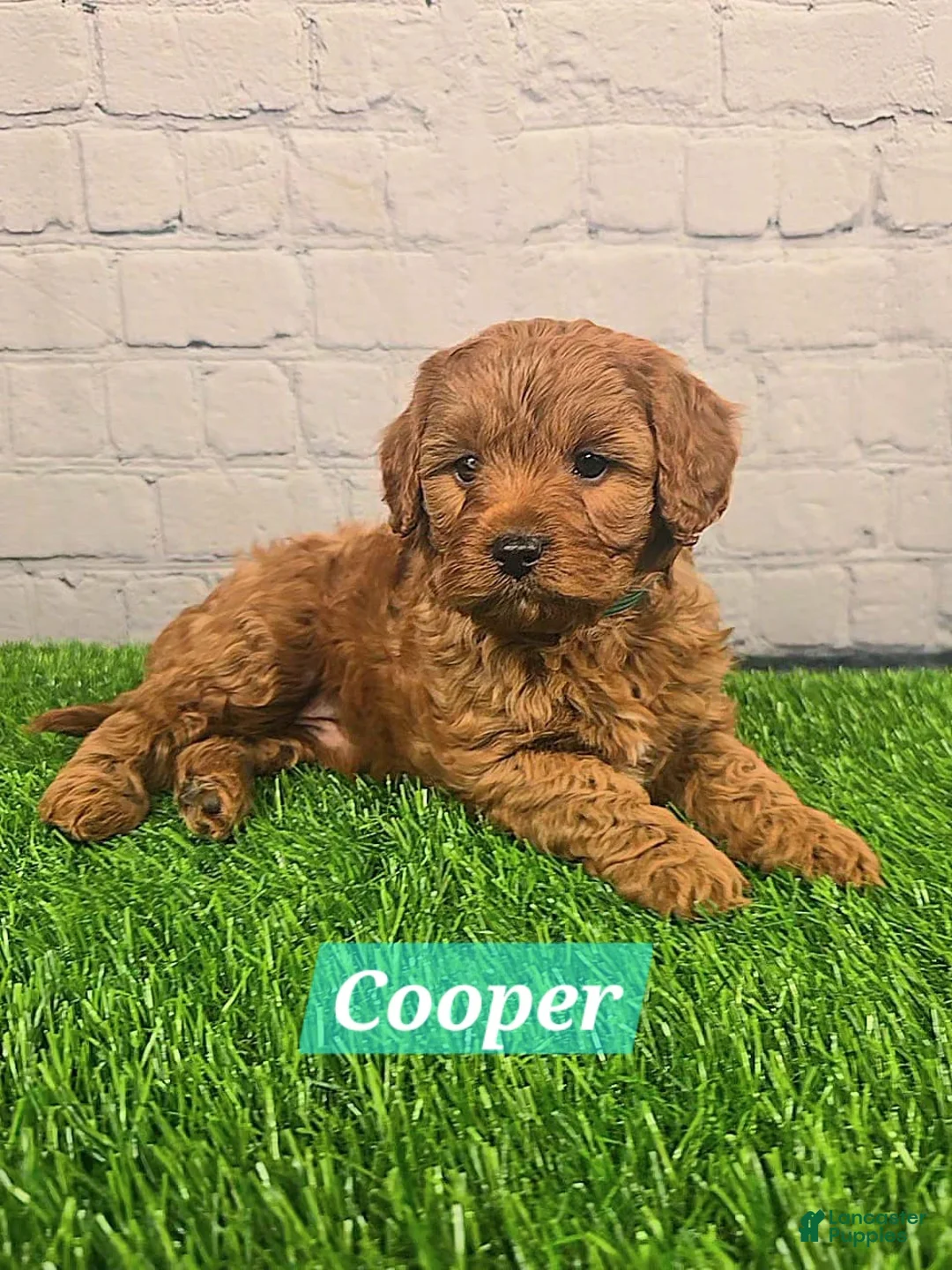 Cavapoo dogs for sale: Cooper  - Ad 1