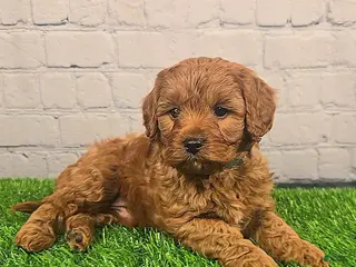 Cavapoo dogs for sale: Cooper - Ad 4