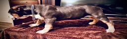 American Bully dogs for sale: American Bully Puppy 1 - Ad 14