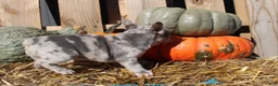 Mixed Breed dogs for sale: Cleo - Ad 3