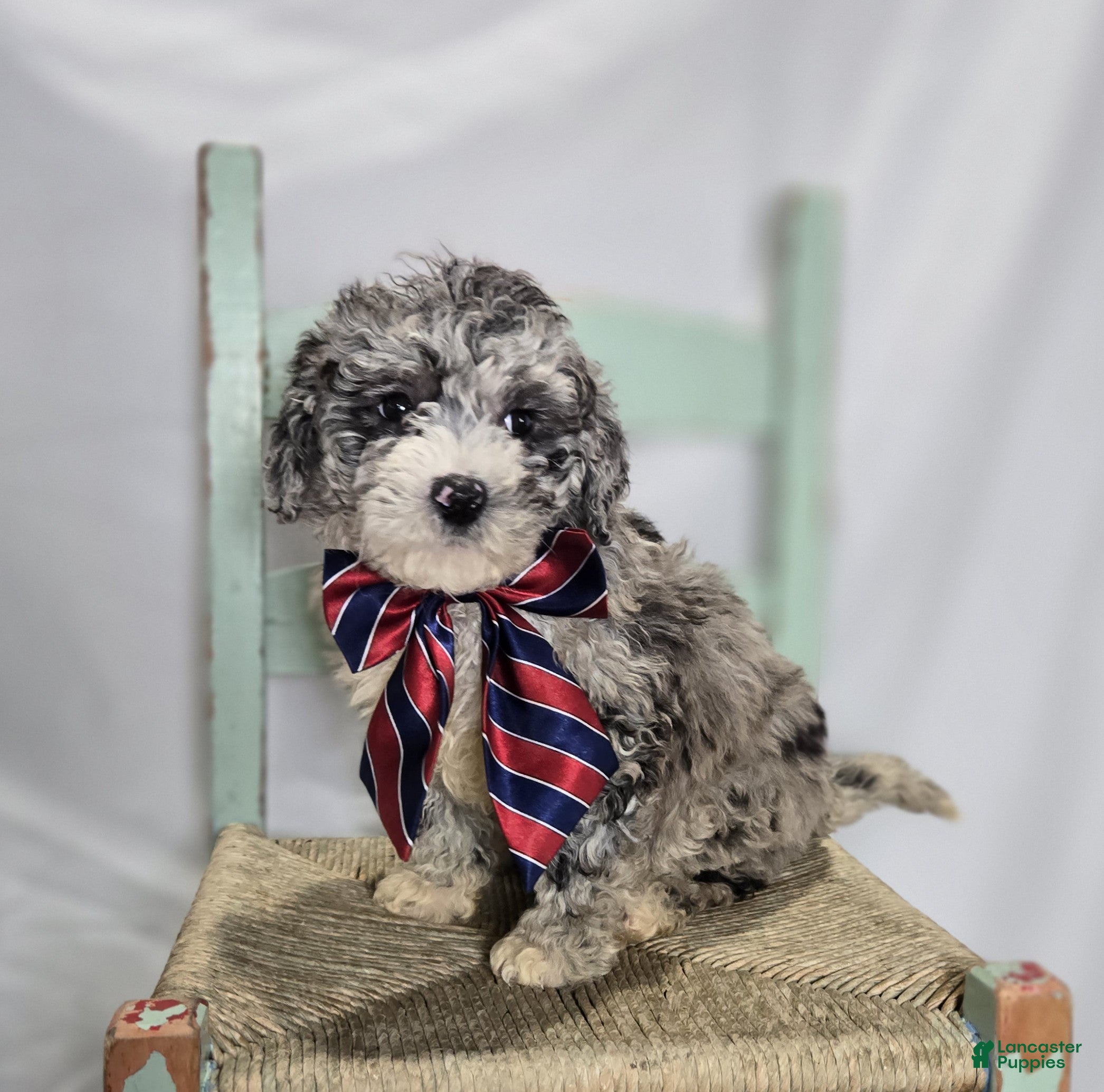 Mini Sheepadoodle dogs Lance - Ad 1